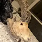 وعل محنط قرونه 6 أشبار