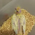 تم البيع فرخ كروان ذو العيون الحمر