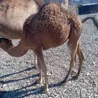 حشو للبيع تحت امهاتهن