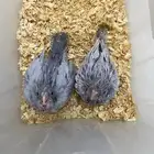 فروخ كوكتيل طفرة الاميرالد من النوادر تم البيع