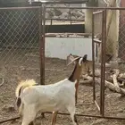 ماعز مراح واحد للبيع