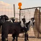 قروب حراج المهد و ضواحيها لبيع المواشي