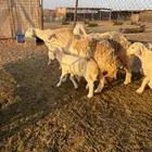 حريات مواليد حرش ثنوات