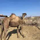 ناقة صفراء ضروبه كفو هداوه شرط