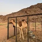 حشو للبيع يصلح للحفلات و المناسبات