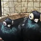 حمام كوري