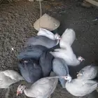 دجاج حبشي العدد غير معروف