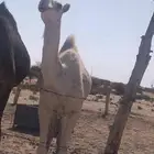 بكره لحالها