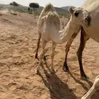 بكره العمر 7 شهور على جميع الشروط