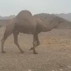 البيع جمل احمر