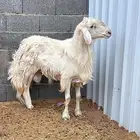 فحل احرش مشروط ينسف ومنتج