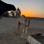 قعود