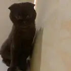 قط سكوتش فولد عمره سنتين للبيع