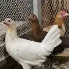 دجاج بلدي بياض