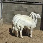 خرفان سمان ونظاف ومشروطه خميس مشيط