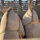 للبيع القعدان الكفو للمبادي وزواجات