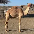 بكره مفروده للبيع
