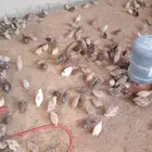 للبيع سمان بياض