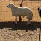 فحل حري مشروط شرط