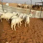 ذبايح حريات خرفان ورخال للبيع