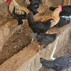 دجاج عربي البعض منها يبيض