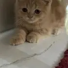 قطط للتبني