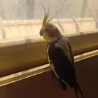عصفور كروان اليف للبيع
