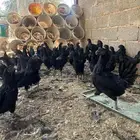 دجاج اندنوسي بياض العدد 30