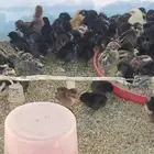 صوص بلدي مشكل