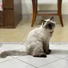 قط هملايا للبيع مع كامل اغراضه
