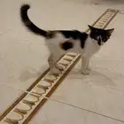 قطه انثى لتبني