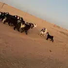 معزا دفيع ومقرعه بفحلها للبيع