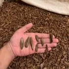 عود مروكي دبل سوبر مني ميكرو