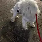 للتبني كلب مالتيز ذكر