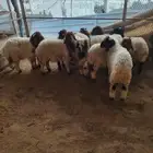 هرافي نعيم