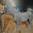فرس شعبيه