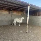 للبيع فحل حري شرط سليم من كلش