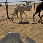 للبيع قعدان
