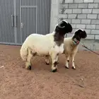 جذع نعيم (صنف)