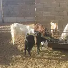 البكيرية