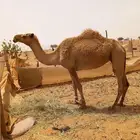 الإبل عددها 6 3 بكار وضح وحايل وضحا وشقحا ثنيه وصفرا رباع