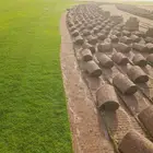 عشب طبيعي