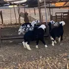 طليان