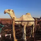 للبيع نياق بالفحل