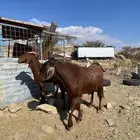 معزا دفيع مقربات