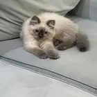 قطط شيرازي للبيع