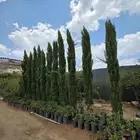 سرو ايطالي سرو سوري سرو امريكي جميع المقسات