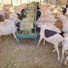 برابر أوزان عاليه مربي