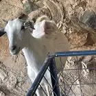 معزا بيشيات للبيع