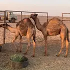 حشو للبيع